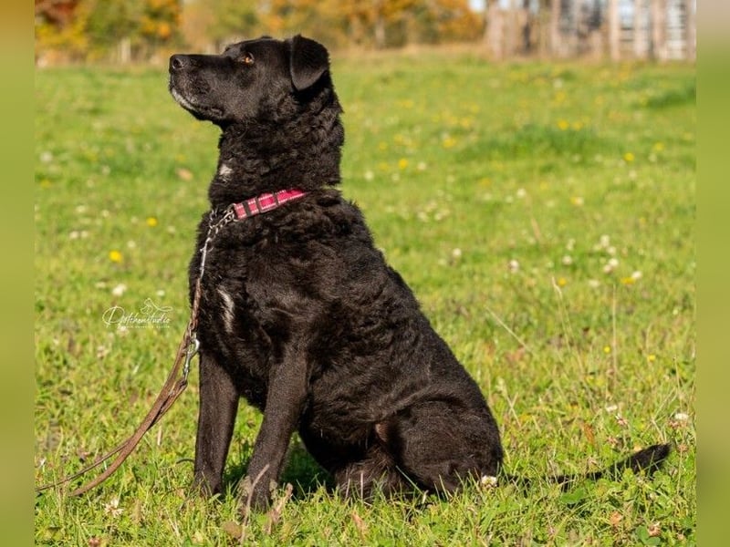 Lexi unsere schöne schwarze Hündin Lexi unsere schöne schwarze Hündin