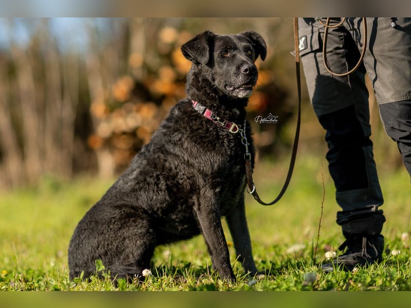 LEXI - wundervolle, sehr charmante tolle Hündin auf der Suche nach ihren Herzensmenschen