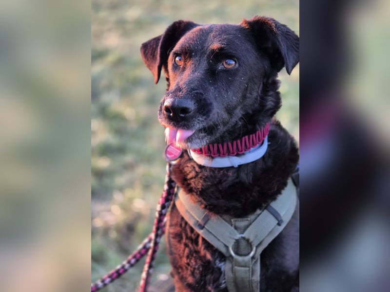 Lexi - charmante, tolle Hündin auf der Suche nach ihren Herzensmenschen