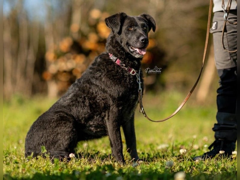 Lexi unsere schöne schwarze Hündin Lexi unsere schöne schwarze Hündin