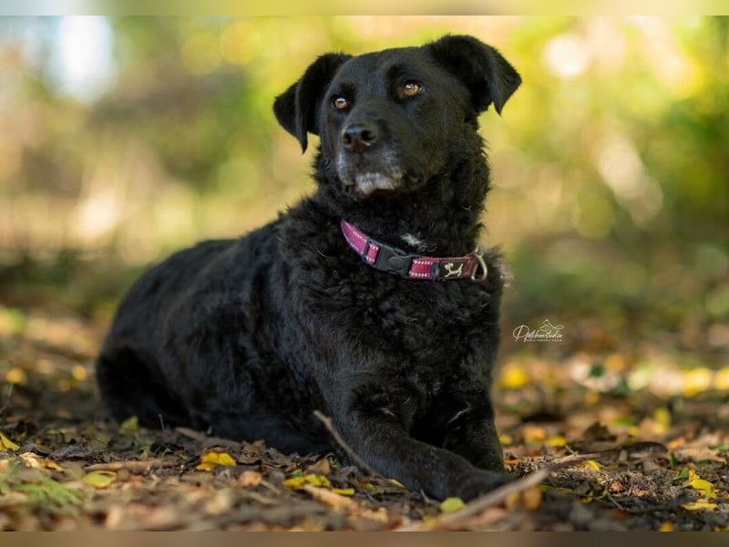 Lexi unsere schöne schwarze Hündin Lexi unsere schöne schwarze Hündin