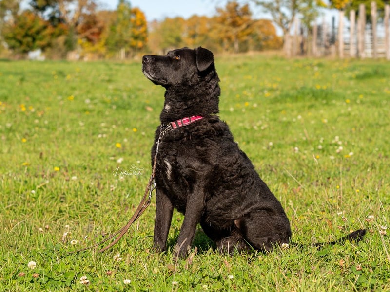 LEXI - wundervolle, sehr charmante tolle Hündin auf der Suche nach ihren Herzensmenschen