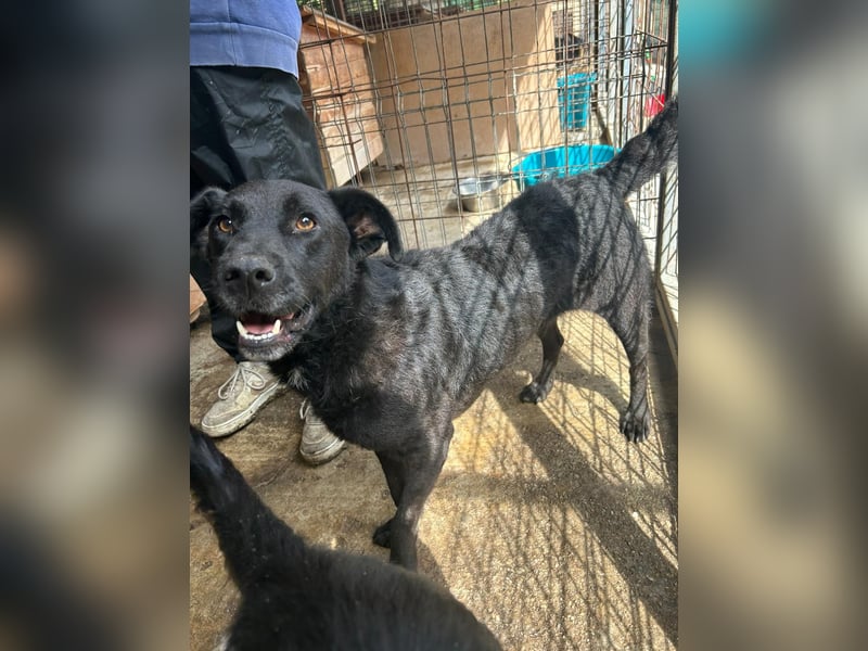 Lexi unsere schöne schwarze Hündin Lexi unsere schöne schwarze Hündin