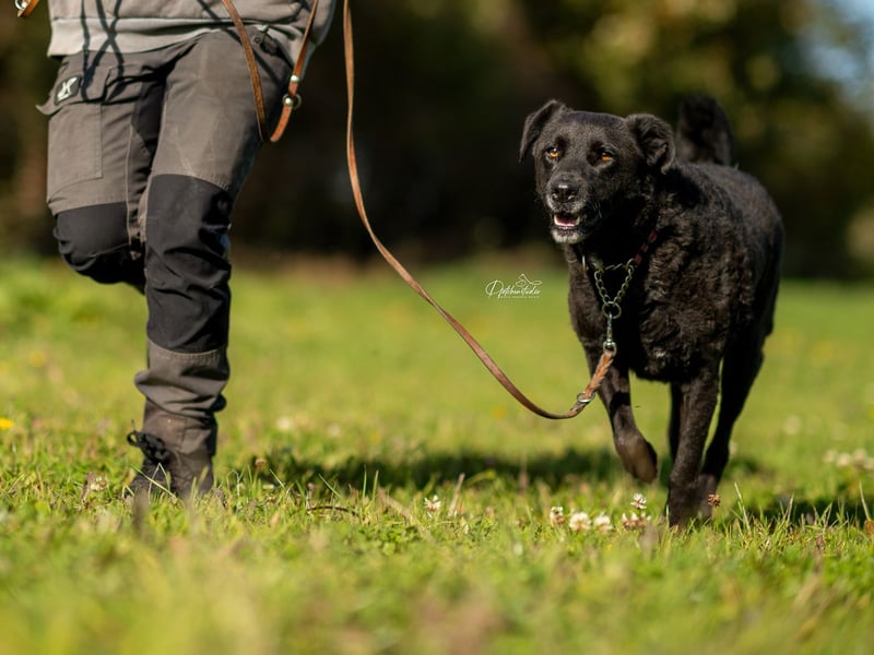 LEXI - wundervolle, sehr charmante tolle Hündin auf der Suche nach ihren Herzensmenschen