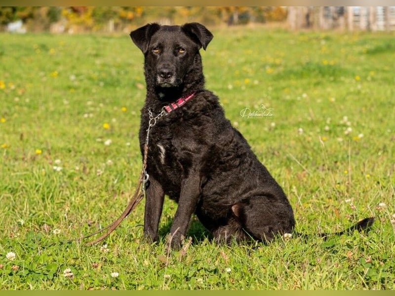 Lexi unsere schöne schwarze Hündin Lexi unsere schöne schwarze Hündin