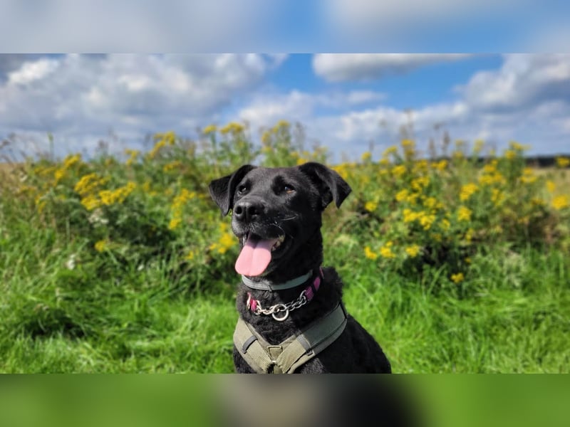 Lexi unsere schöne schwarze Hündin Lexi unsere schöne schwarze Hündin