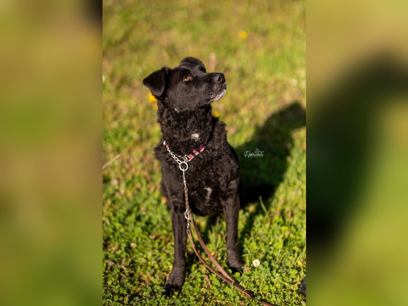 LEXI - wundervolle, sehr charmante tolle Hündin auf der Suche nach ihren Herzensmenschen
