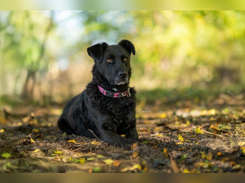 LEXI - wundervolle, sehr charmante tolle Hündin auf der Suche nach ihren Herzensmenschen