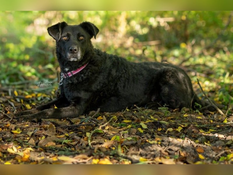 Lexi unsere schöne schwarze Hündin Lexi unsere schöne schwarze Hündin