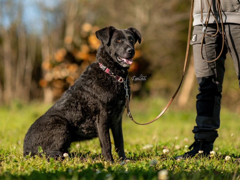 LEXI - wundervolle, sehr charmante tolle Hündin auf der Suche nach ihren Herzensmenschen