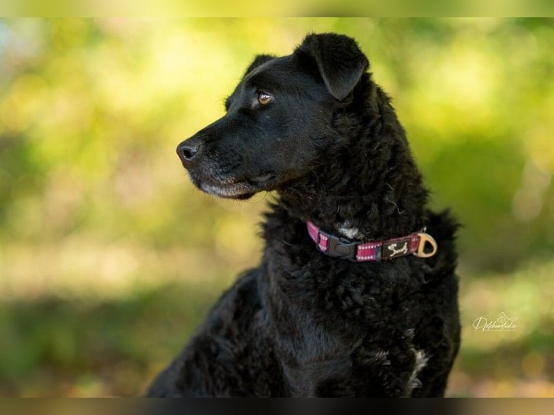 Lexi unsere schöne schwarze Hündin Lexi unsere schöne schwarze Hündin