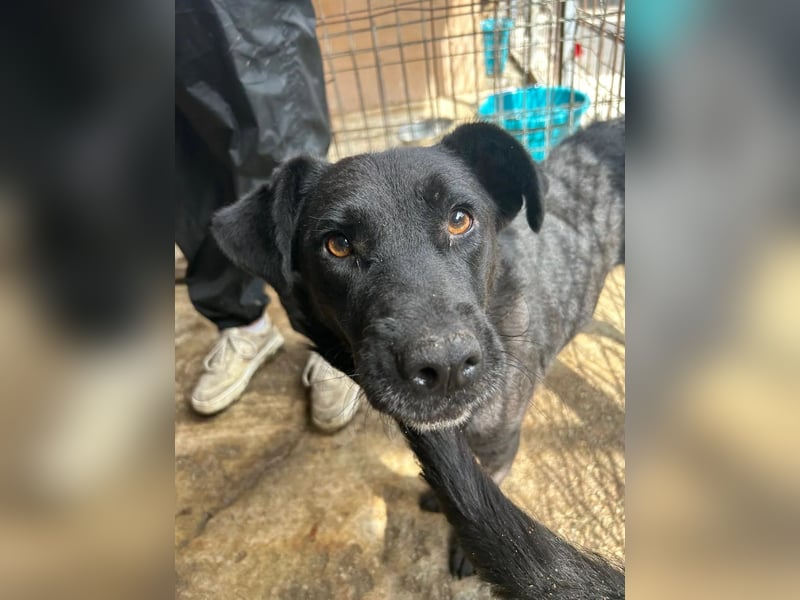 Lexi unsere schöne schwarze Hündin Lexi unsere schöne schwarze Hündin