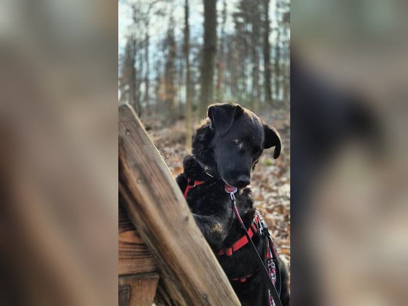 Lexi unsere schöne schwarze Hündin Lexi unsere schöne schwarze Hündin