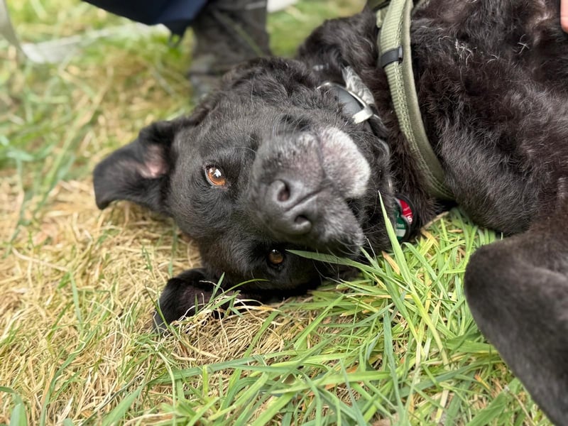 Lexi - charmante, tolle Hündin auf der Suche nach ihren Herzensmenschen