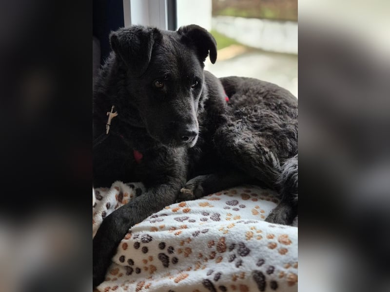 LEXI - freundliche schwarze Schönheit sucht liebevolles Zuhause