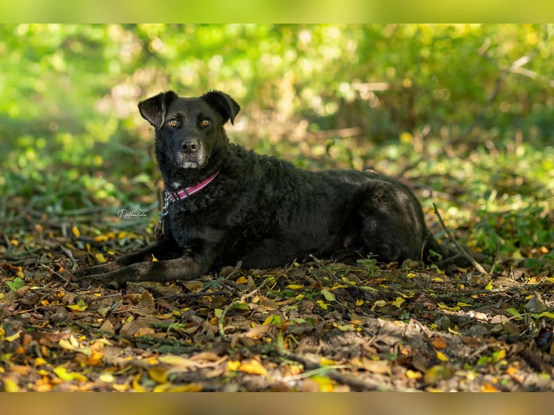 LEXI - wundervolle, sehr charmante tolle Hündin auf der Suche nach ihren Herzensmenschen