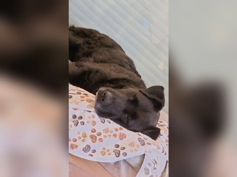 Lexi unsere schöne schwarze Hündin Lexi unsere schöne schwarze Hündin