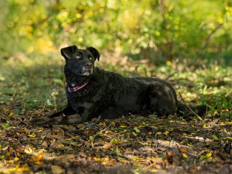 LEXI - wundervolle, sehr charmante tolle Hündin auf der Suche nach ihren Herzensmenschen