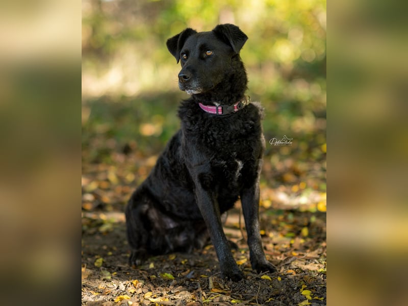 LEXI - wundervolle, sehr charmante tolle Hündin auf der Suche nach ihren Herzensmenschen