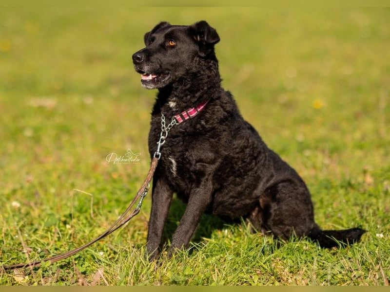 Lexi unsere schöne schwarze Hündin Lexi unsere schöne schwarze Hündin
