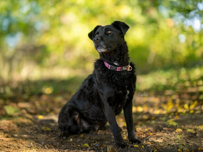 LEXI - wundervolle, sehr charmante tolle Hündin auf der Suche nach ihren Herzensmenschen