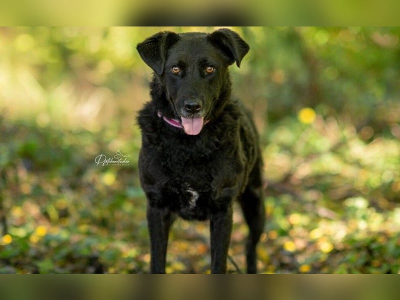 LEXI - freundliche Schönheit