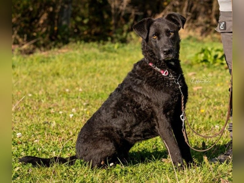 Lexi unsere schöne schwarze Hündin Lexi unsere schöne schwarze Hündin