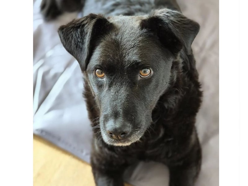Lexi - charmante, tolle Hündin auf der Suche nach ihren Herzensmenschen