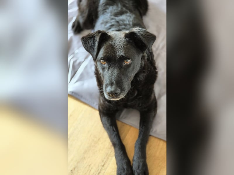 Lexi unsere schöne schwarze Hündin Lexi unsere schöne schwarze Hündin