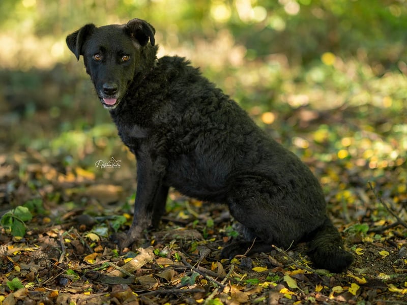 LEXI - wundervolle, sehr charmante tolle Hündin auf der Suche nach ihren Herzensmenschen