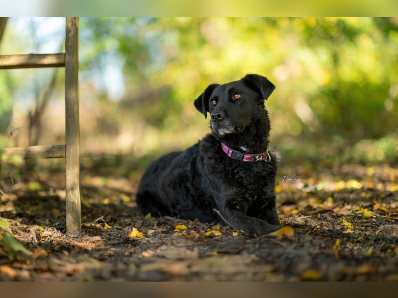 LEXI - wundervolle, sehr charmante tolle Hündin auf der Suche nach ihren Herzensmenschen