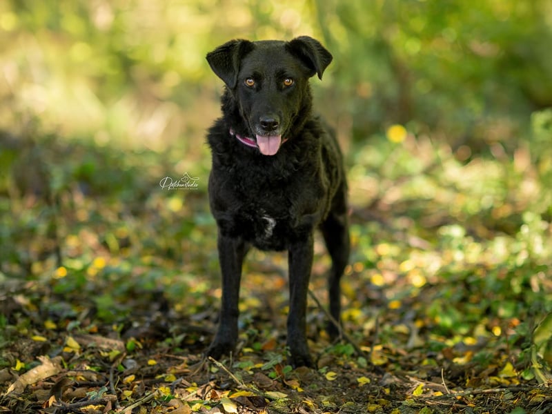 LEXI - wundervolle, sehr charmante tolle Hündin auf der Suche nach ihren Herzensmenschen