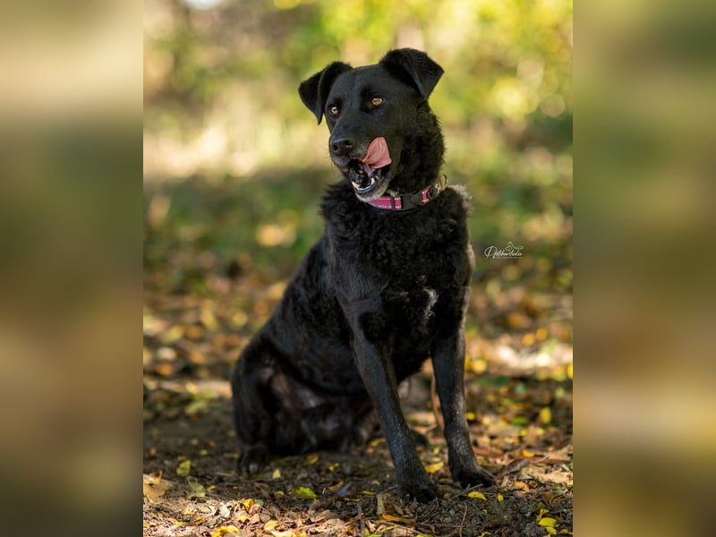 LEXI - wundervolle, sehr charmante tolle Hündin auf der Suche nach ihren Herzensmenschen