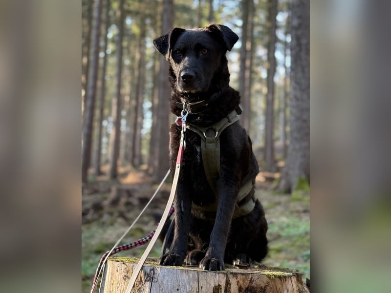 Lexi - charmante, tolle Hündin auf der Suche nach ihren Herzensmenschen