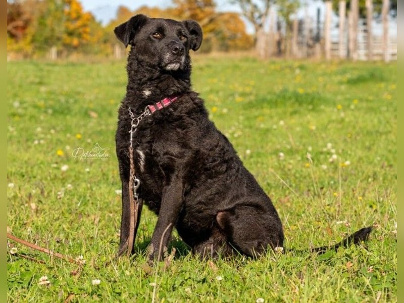 Lexi unsere schöne schwarze Hündin Lexi unsere schöne schwarze Hündin