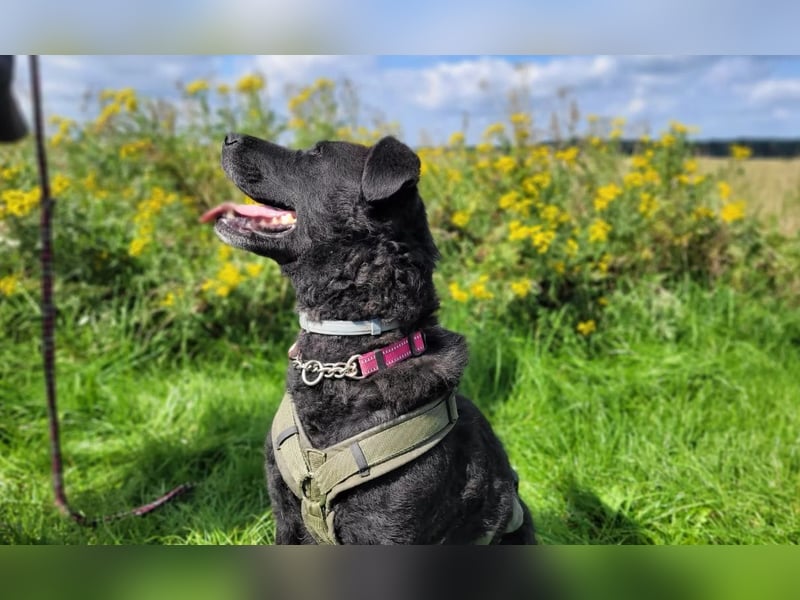 LEXI - freundliche schwarze Schönheit sucht liebevolles Zuhause