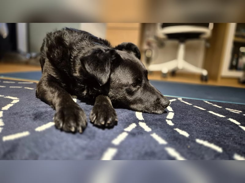 Lexi unsere schöne schwarze Hündin Lexi unsere schöne schwarze Hündin