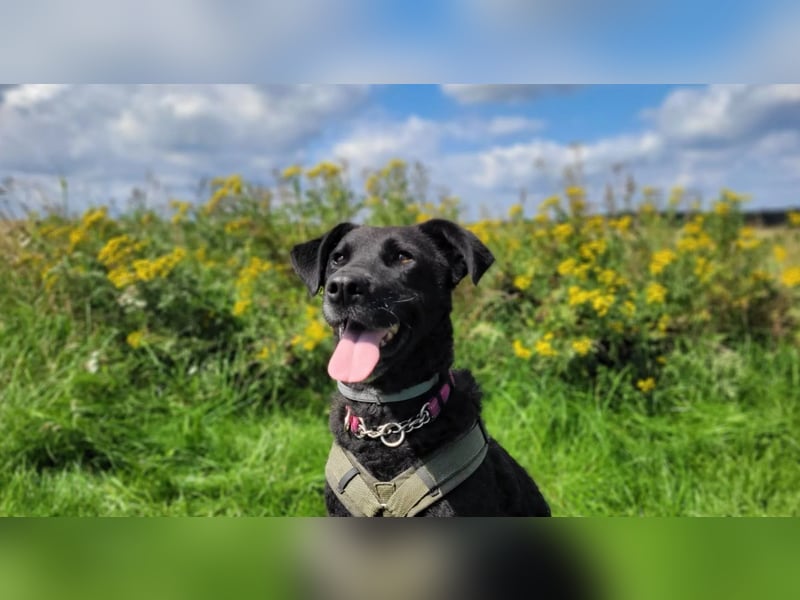 LEXI - freundliche schwarze Schönheit sucht liebevolles Zuhause