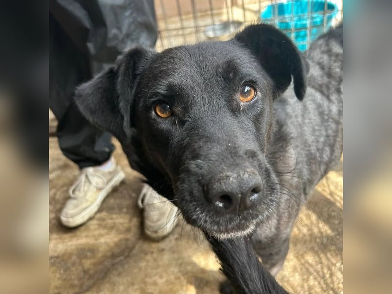 Lexi unsere schöne schwarze Hündin Lexi unsere schöne schwarze Hündin