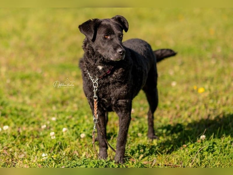 Lexi unsere schöne schwarze Hündin Lexi unsere schöne schwarze Hündin