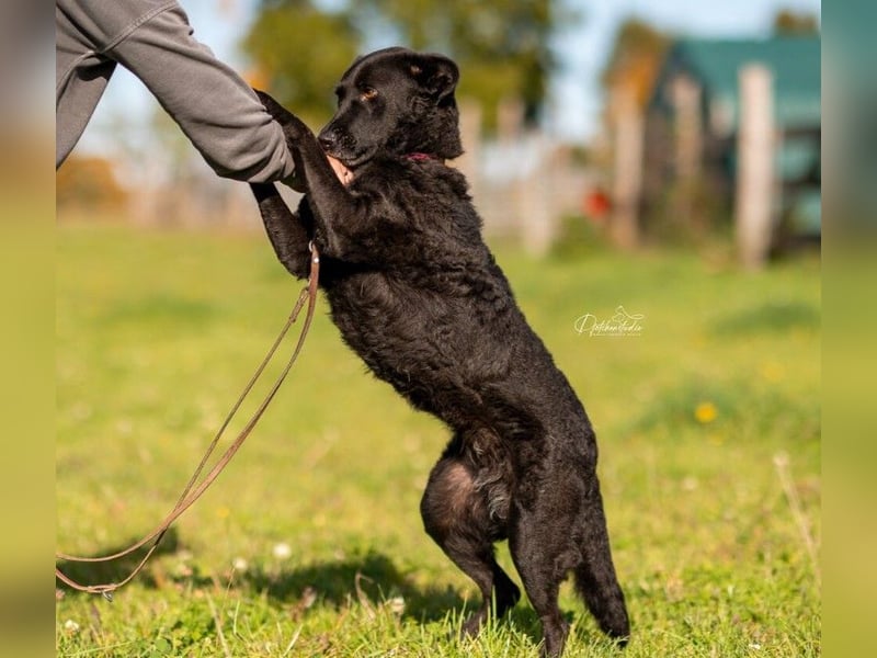 Lexi unsere schöne schwarze Hündin Lexi unsere schöne schwarze Hündin