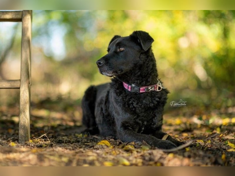 Lexi unsere schöne schwarze Hündin Lexi unsere schöne schwarze Hündin