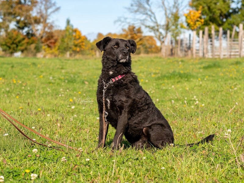 LEXI - wundervolle, sehr charmante tolle Hündin auf der Suche nach ihren Herzensmenschen