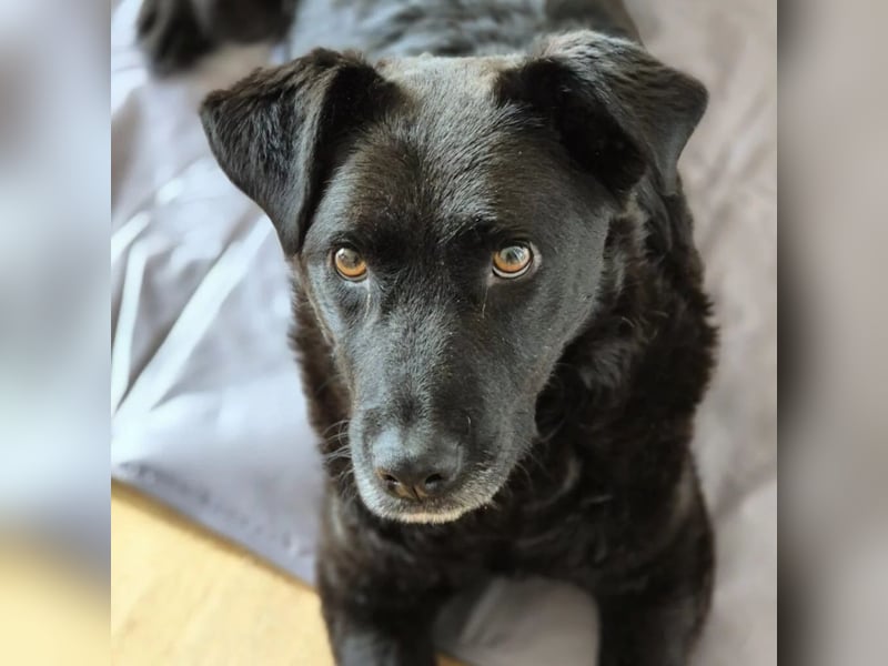 LEXI - freundliche schwarze Schönheit sucht liebevolles Zuhause