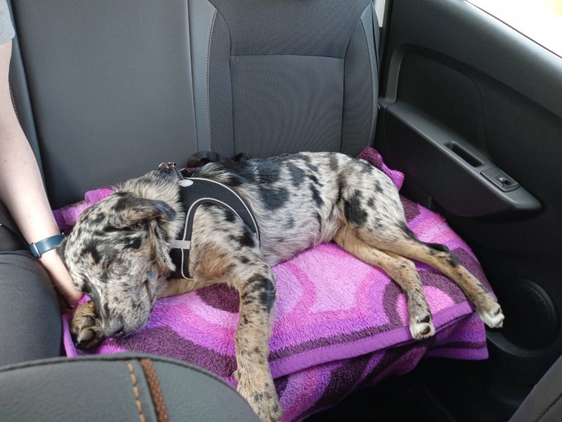 Jerry – klug, sensibel, loyal