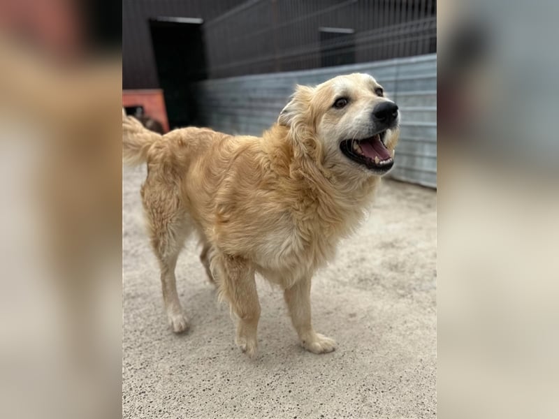 Xelano - gut gelaunter Rüde