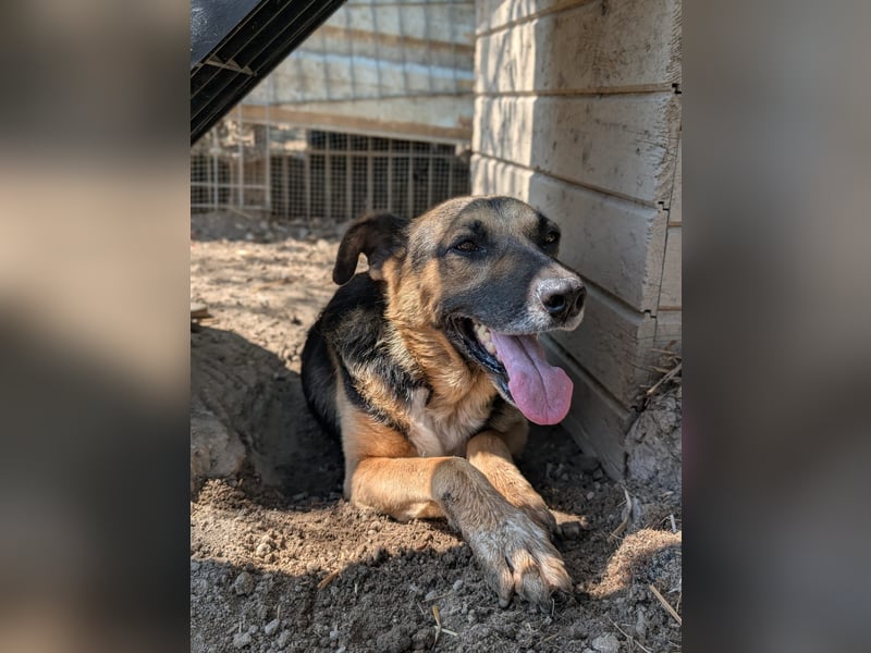 Jürgen ganz lieb und verschmust Jürgen ganz lieb und verschmust