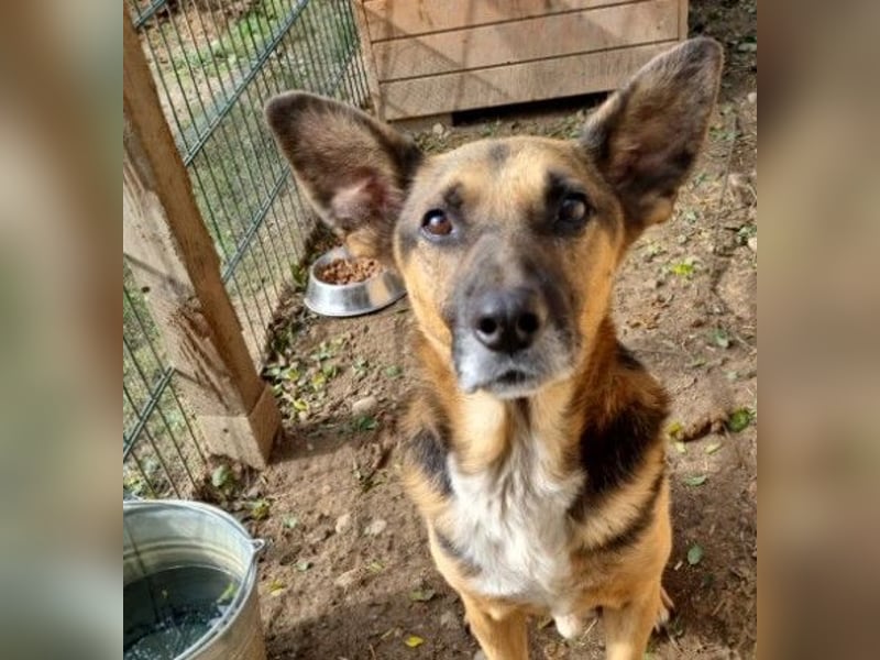 Jürgen ganz lieb und verschmust Jürgen ganz lieb und verschmust