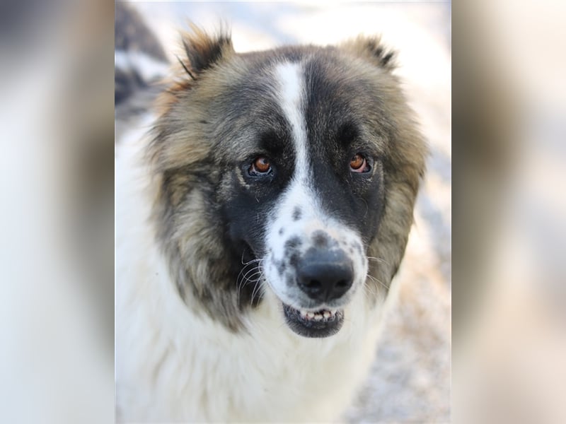 Marla, geb. ca. 06/2020, lebt in GRIECHENLAND, im städt. Tierheim Serres