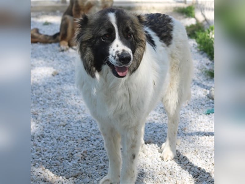 Marla, geb. ca. 06/2020, lebt in GRIECHENLAND, im städt. Tierheim Serres